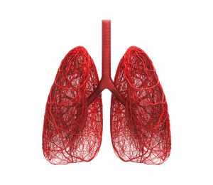 Red lungs with blood vessels